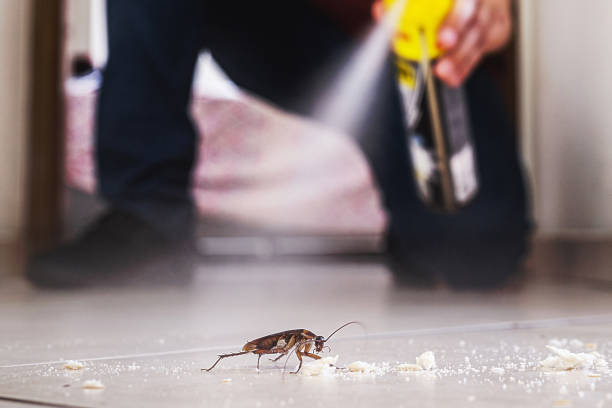 Best Local Pest Control Services  in Aquebogue, NY
